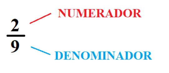 Los elementos de una fracción: numerador y denominador.