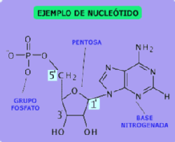 Estructura de nucleótido