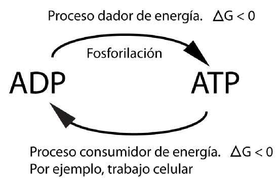 Representación de la reacción de formación y división de ATP