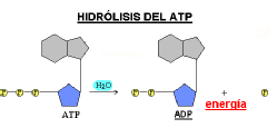 Esquema de la hidrolisis del ATP que da resultado a un ADP y un grupo fosfato.