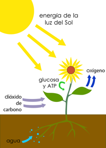 Proceso de la fotosíntesis ilustrado.