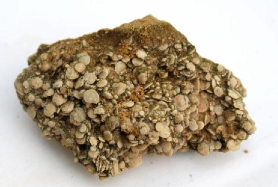 roca sedimentaria compuesta por Nummulites.
